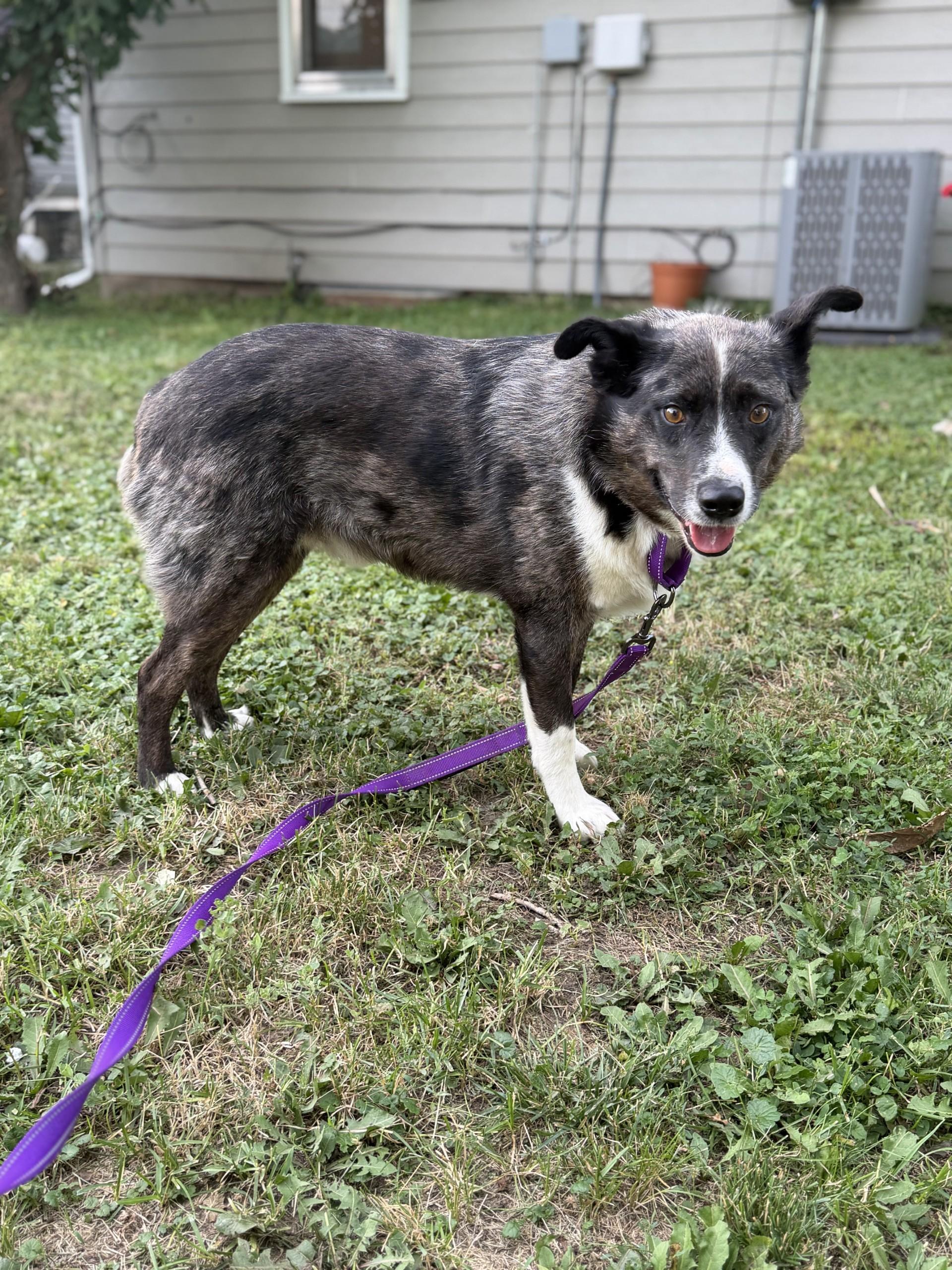 Albert, an adopted Mixed Breed in Sioux Falls, SD image 5/5