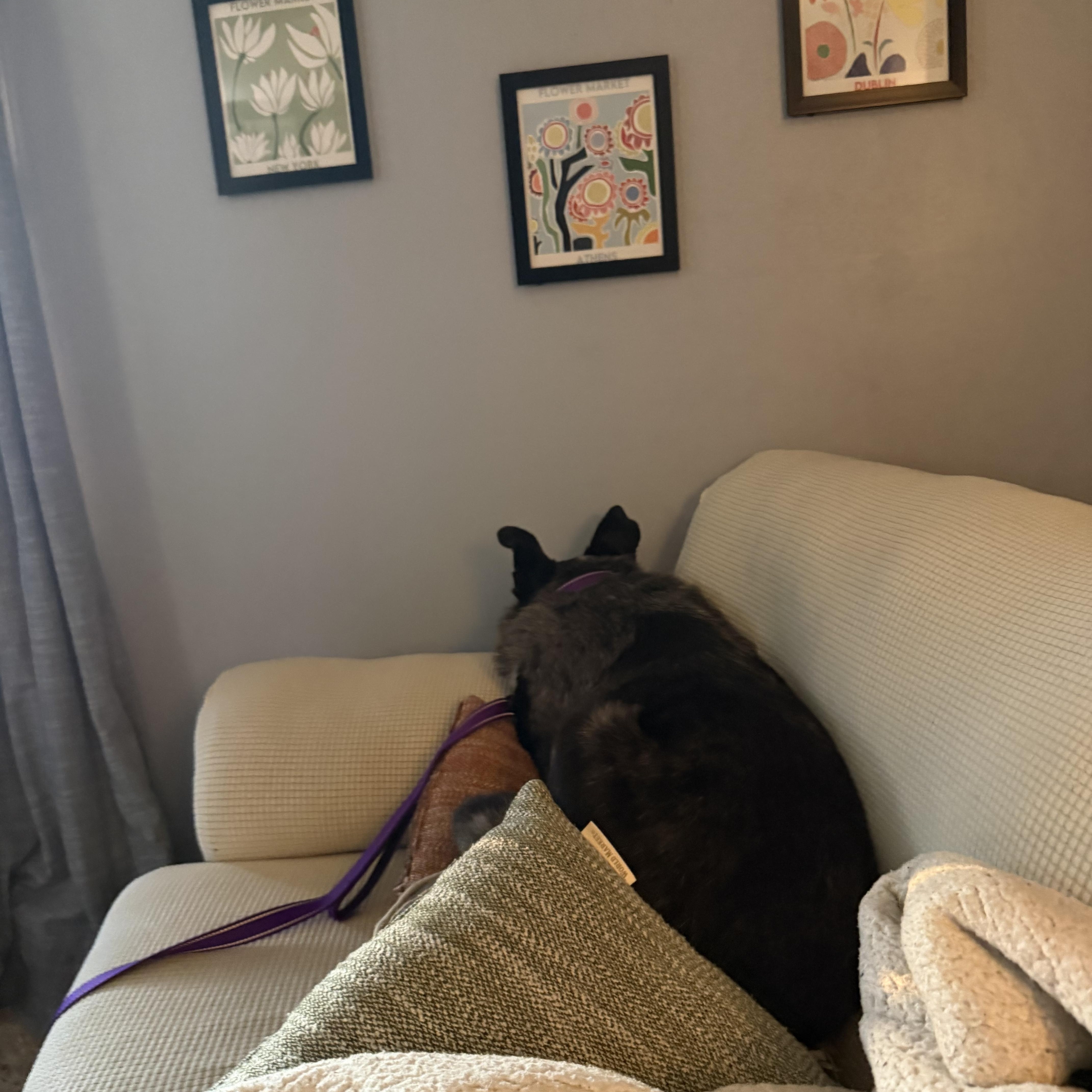 Albert, an adopted Mixed Breed in Sioux Falls, SD image 3/5