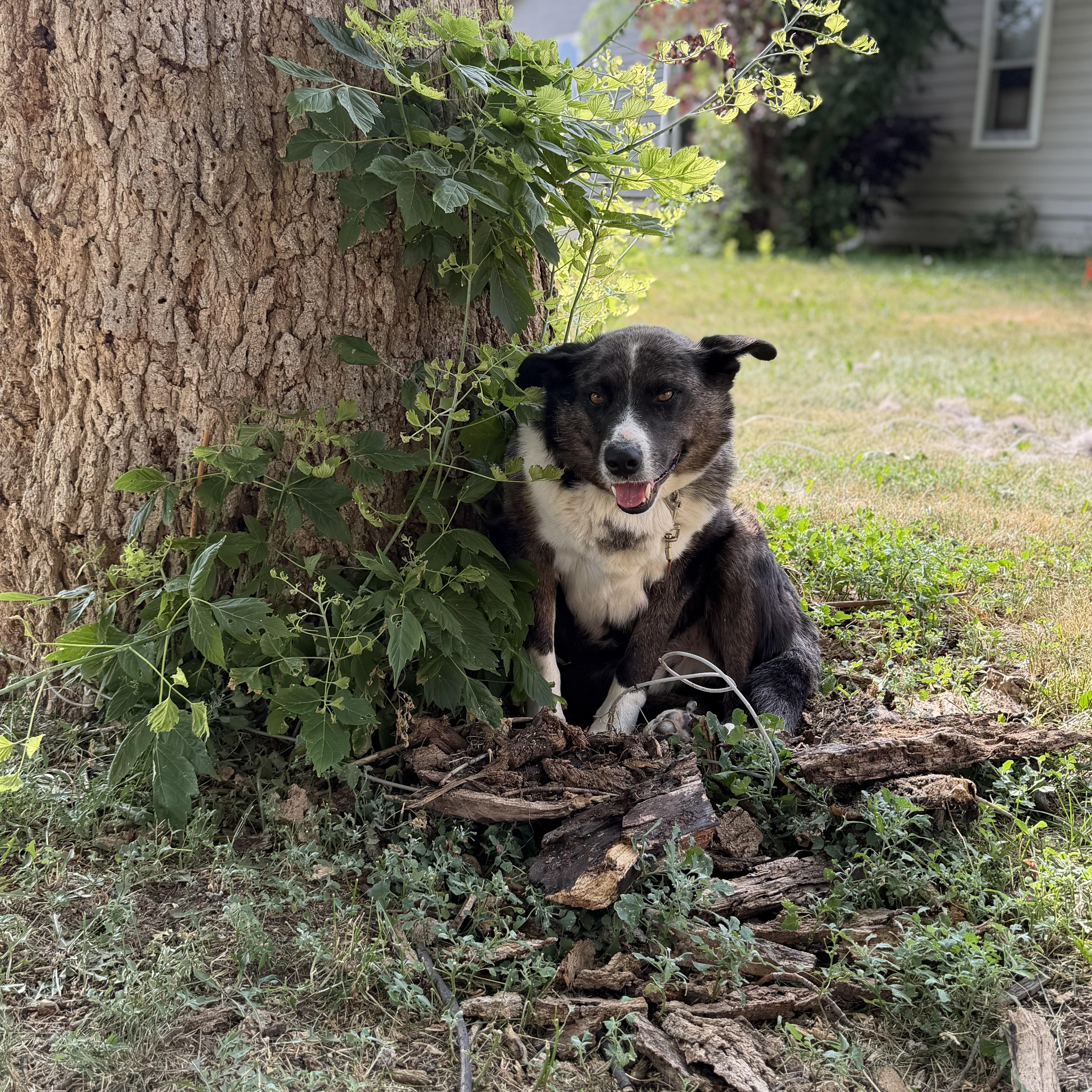 Albert, an adopted Mixed Breed in Sioux Falls, SD image 2/5