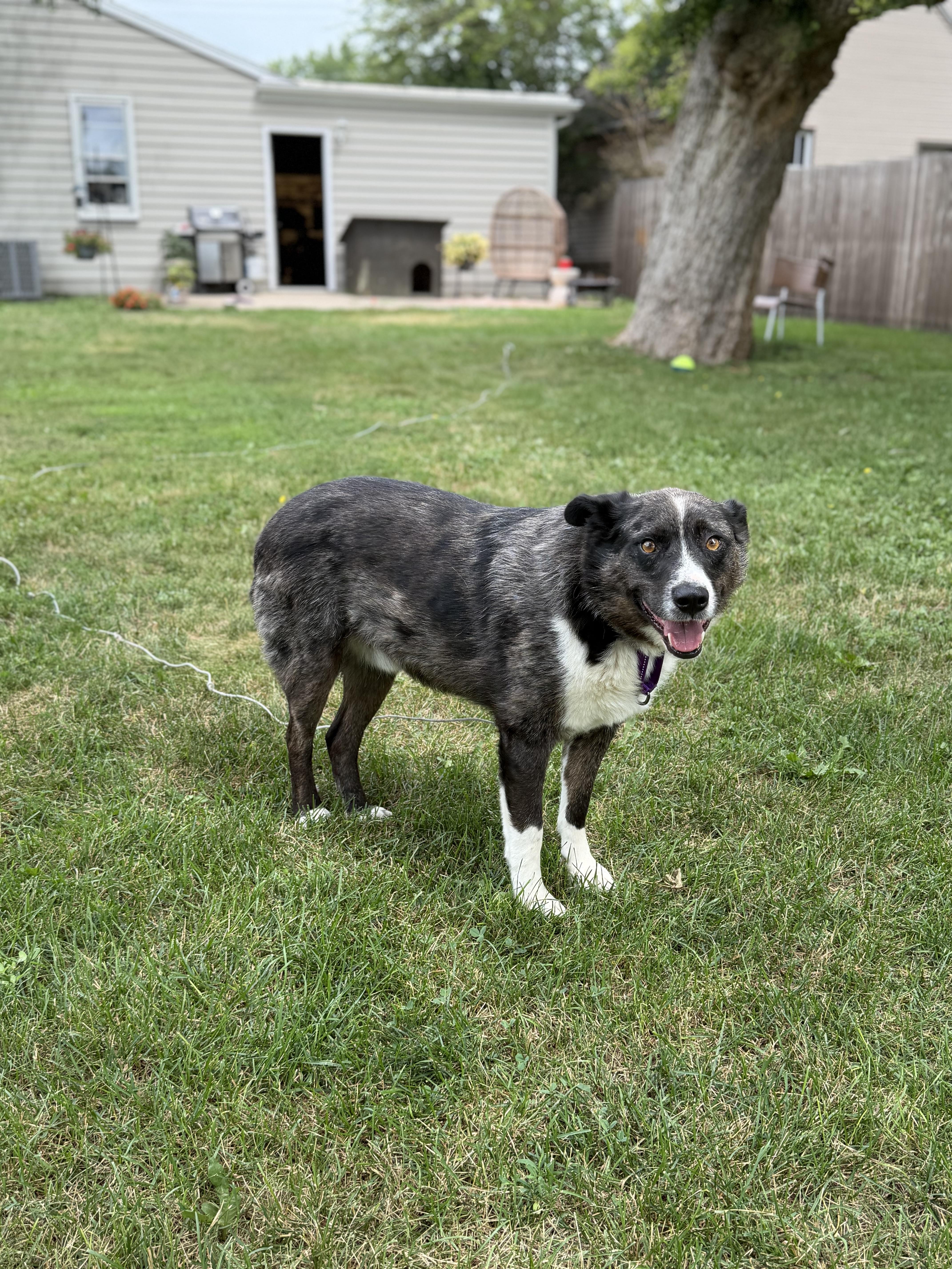 Albert, an adopted Mixed Breed in Sioux Falls, SD image 4/5