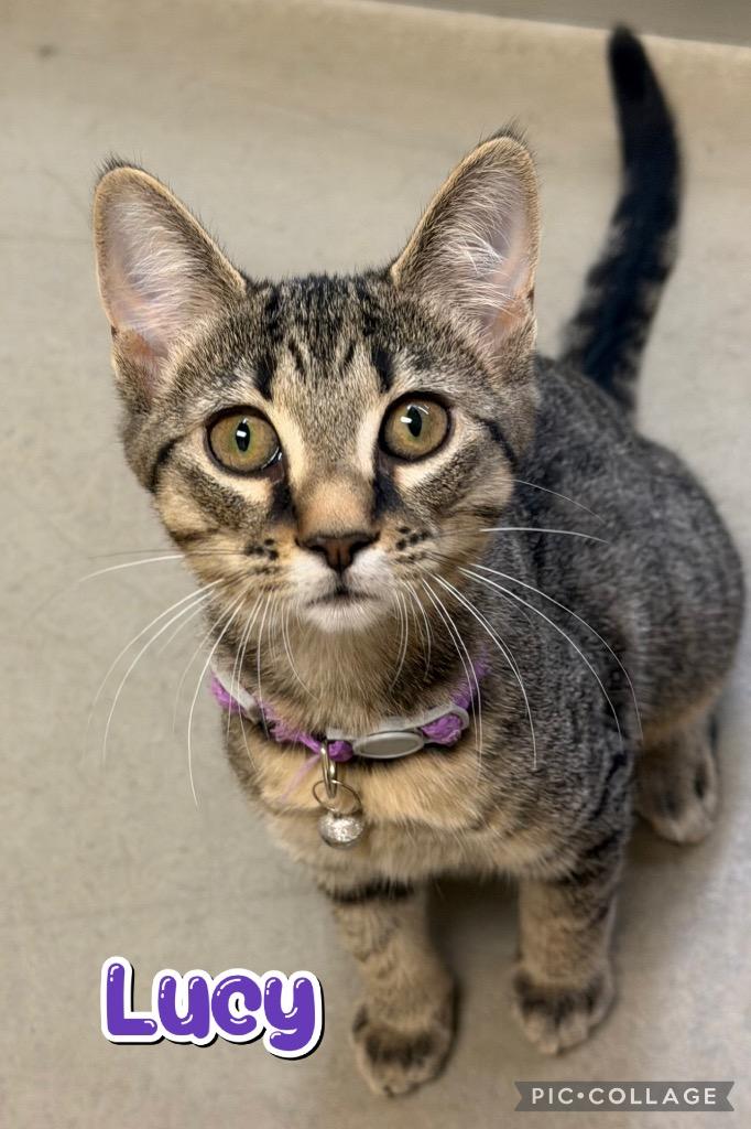 Lucy, Adoptable, Kitten Female Domestic Short Hair.