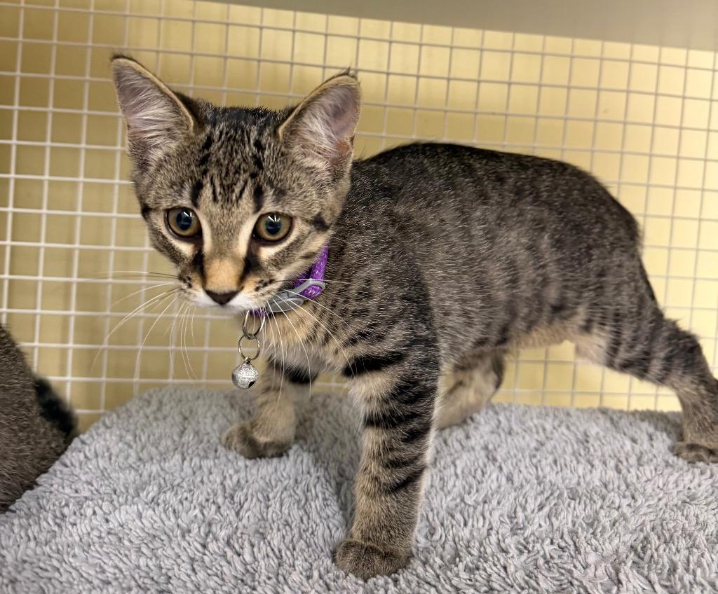 Lucy, Adoptable, Kitten Female Domestic Short Hair.