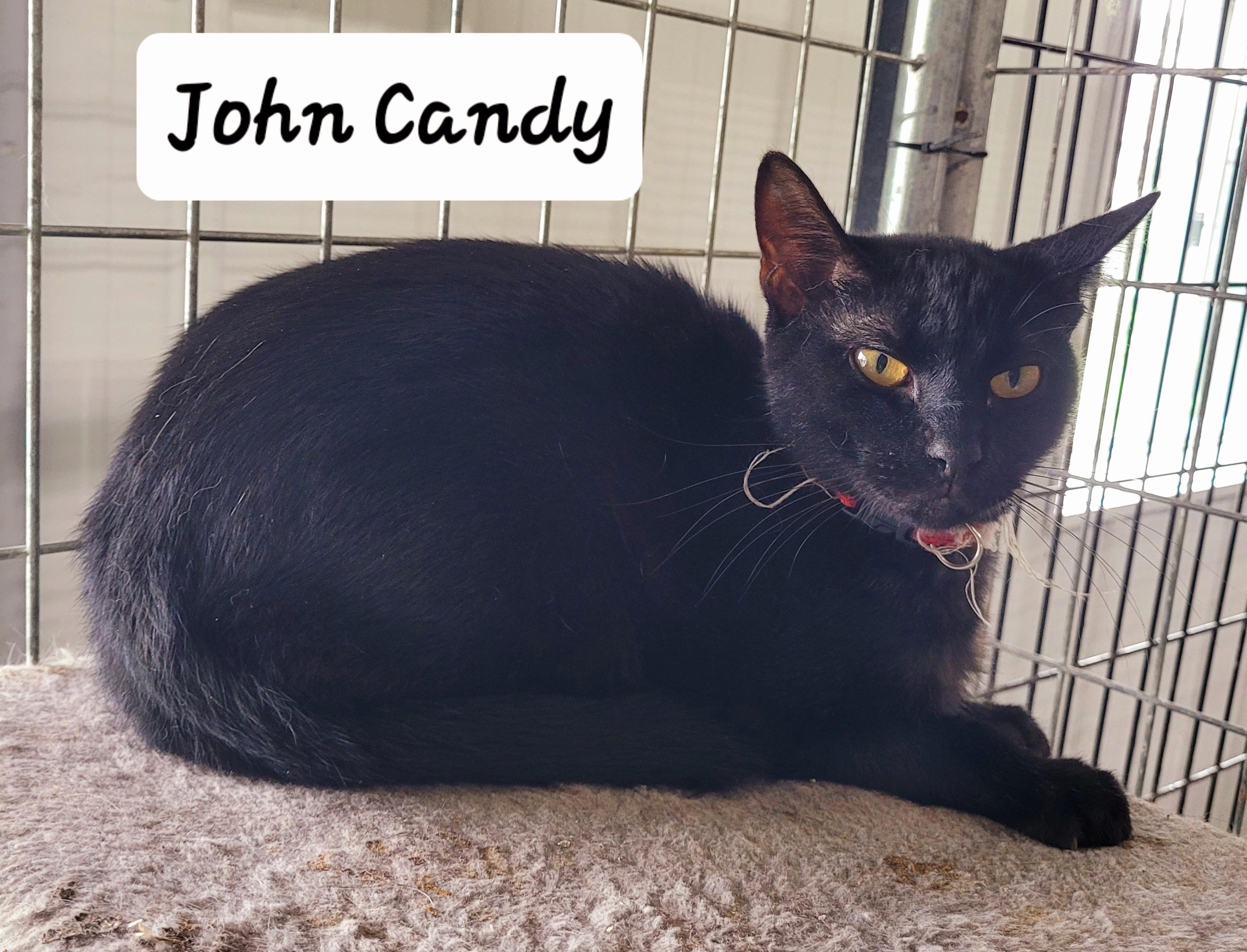 John Candy, Adoptable, Adult Male Domestic Short Hair.