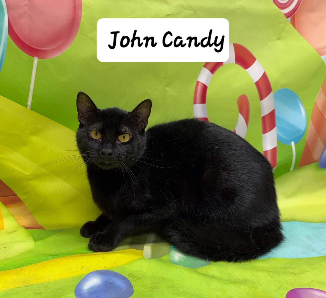 John Candy, Adoptable, Adult Male Domestic Short Hair.