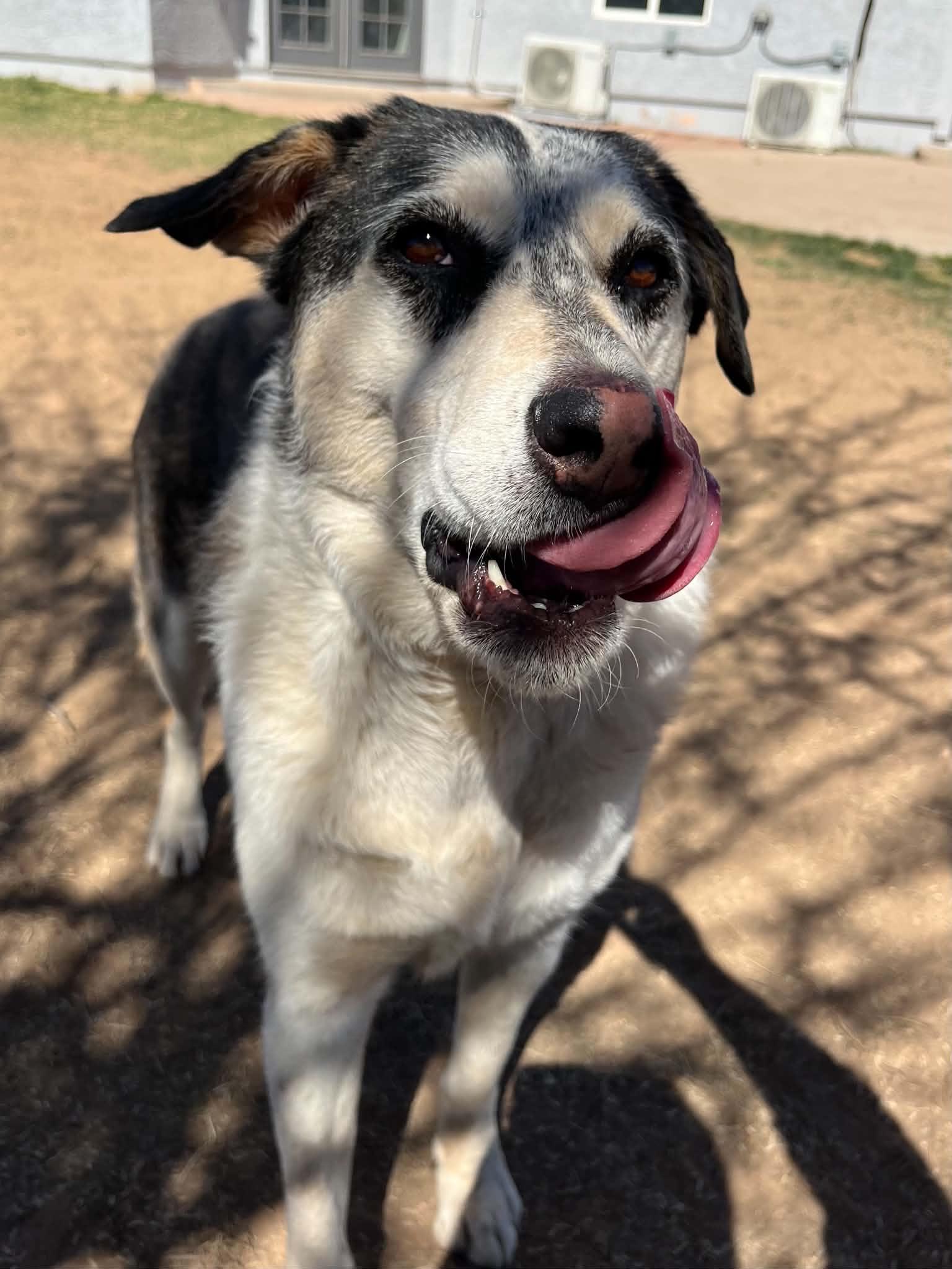 Rhea, ADOPTABLE, Adult Female German Shepherd Dog & Siberian Husky.