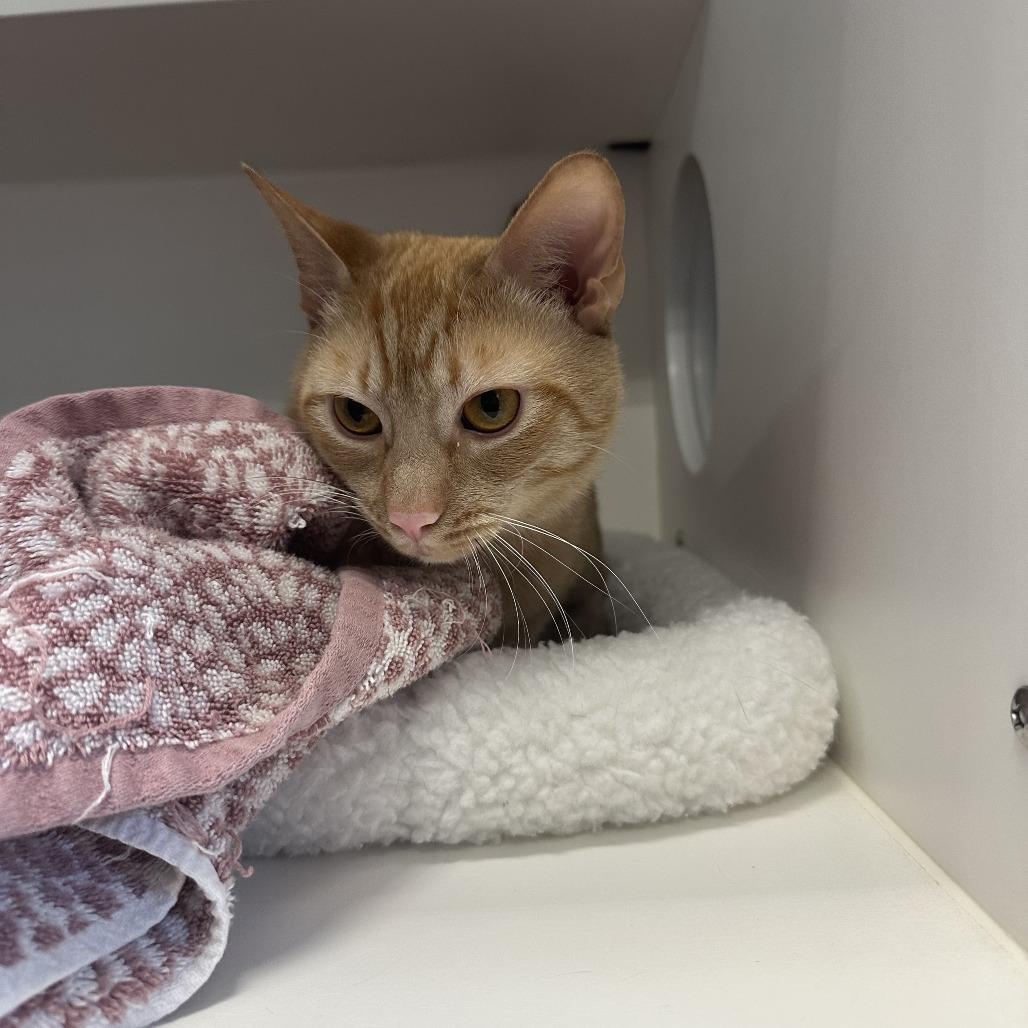 Tizzy, Adoptable, Adult Male Domestic Short Hair.