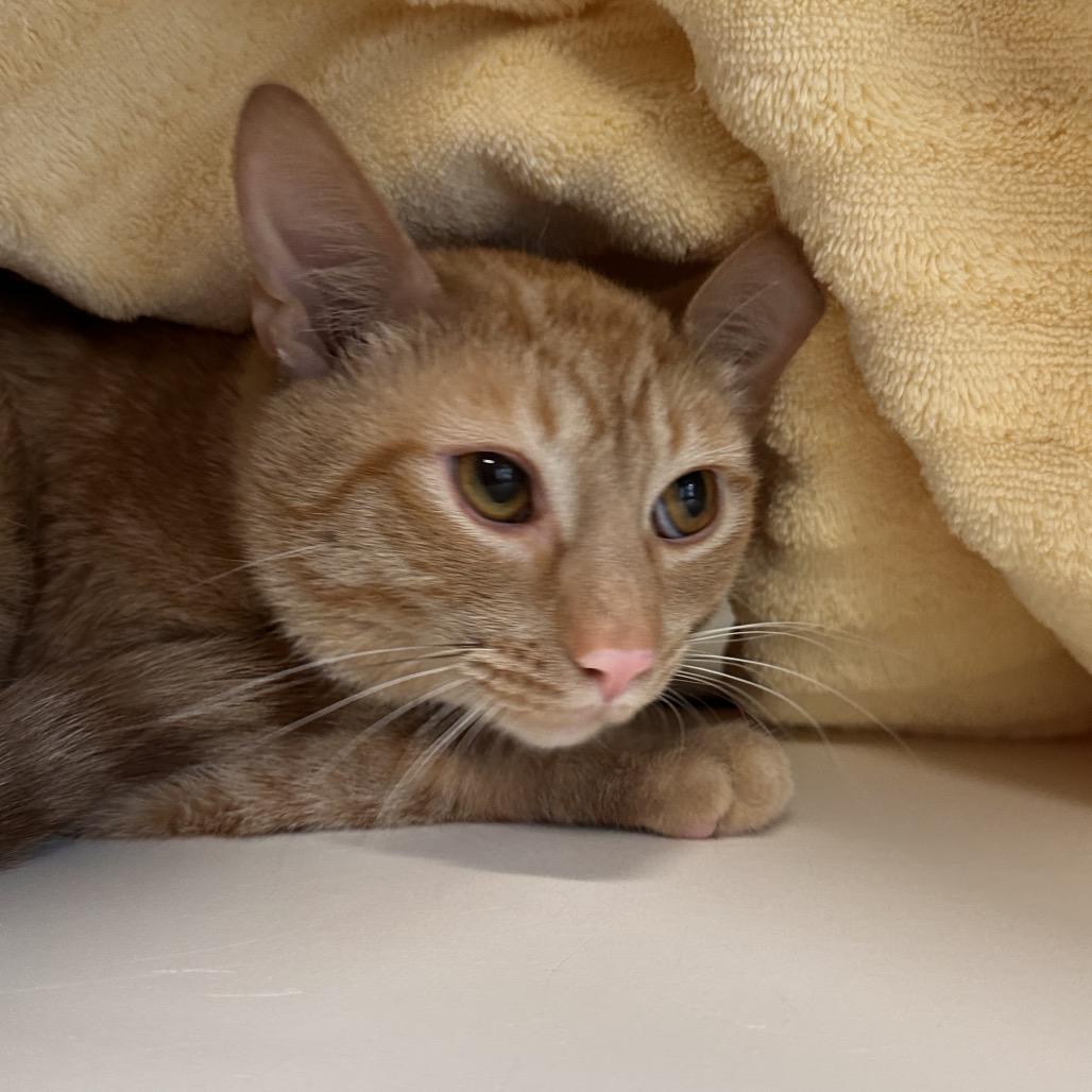 Enlarge Tizzy, a Adoptable Domestic Short Hair in Greensboro, NC image 1/2