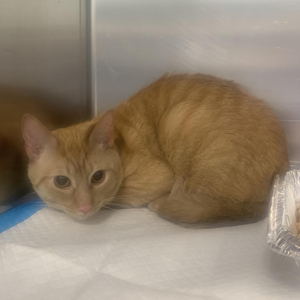 Enlarge Tizzy, a Adoptable Domestic Short Hair in Greensboro, NC image 2/2