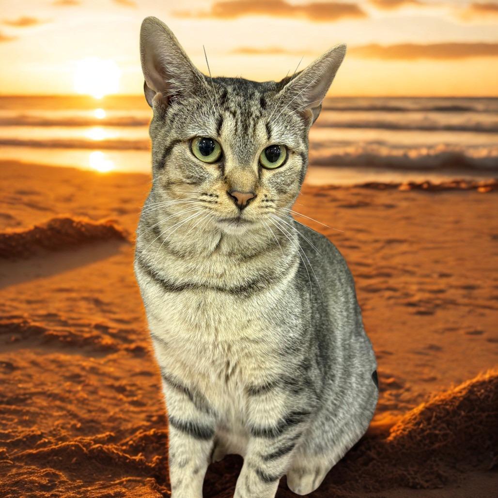 Enlarge Tabby, a Adoptable Domestic Short Hair in New Port Richey, FL image 1/1