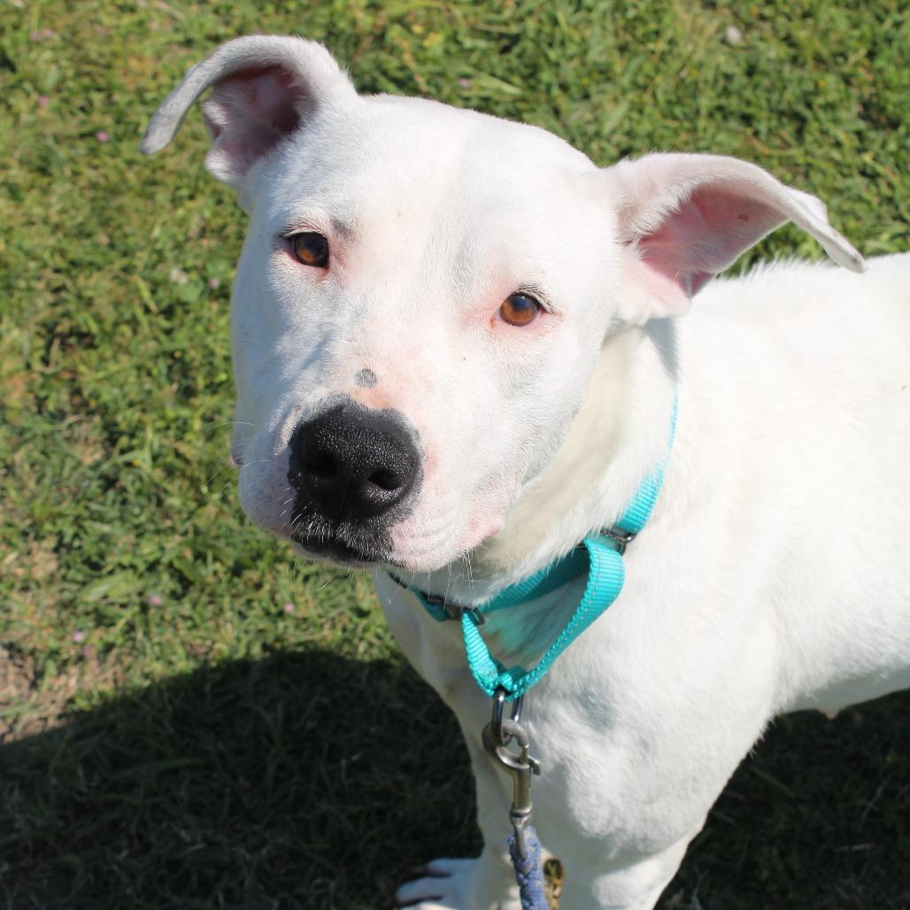 Enlarge Cabbage Patch, a Adoptable mixed breed in Cleveland, MS image 1/2