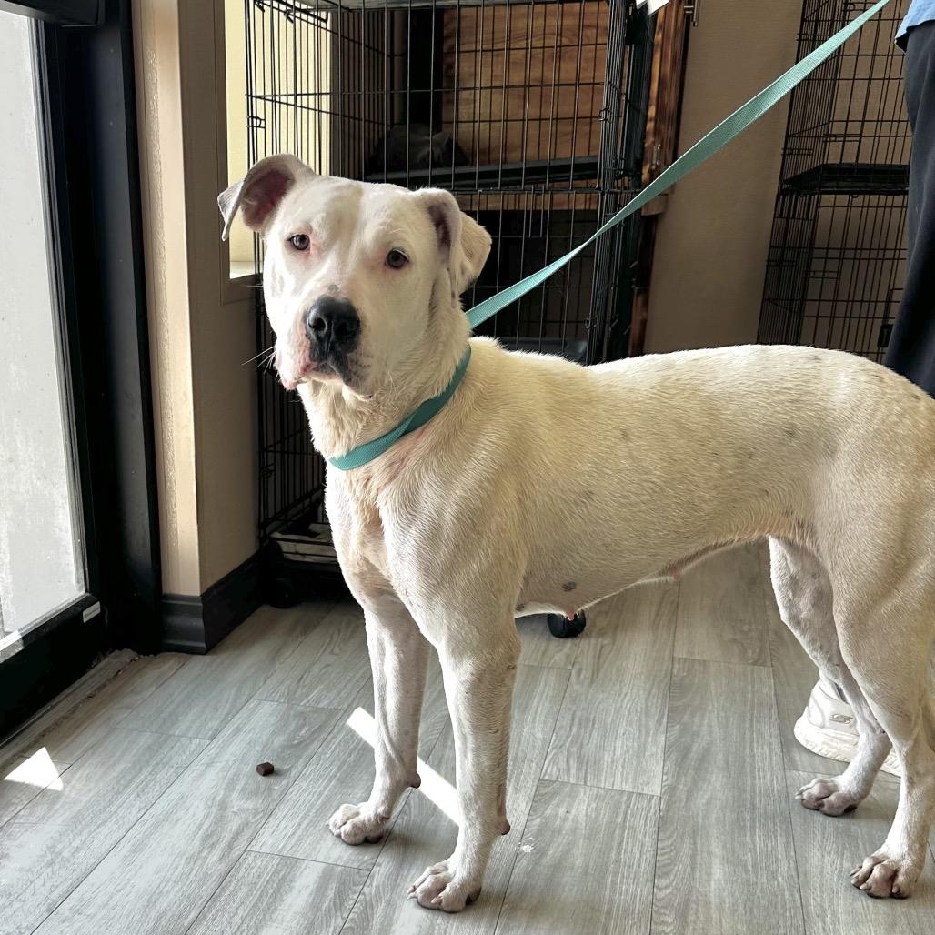 Enlarge Cabbage Patch, a Adoptable mixed breed in Cleveland, MS image 2/2