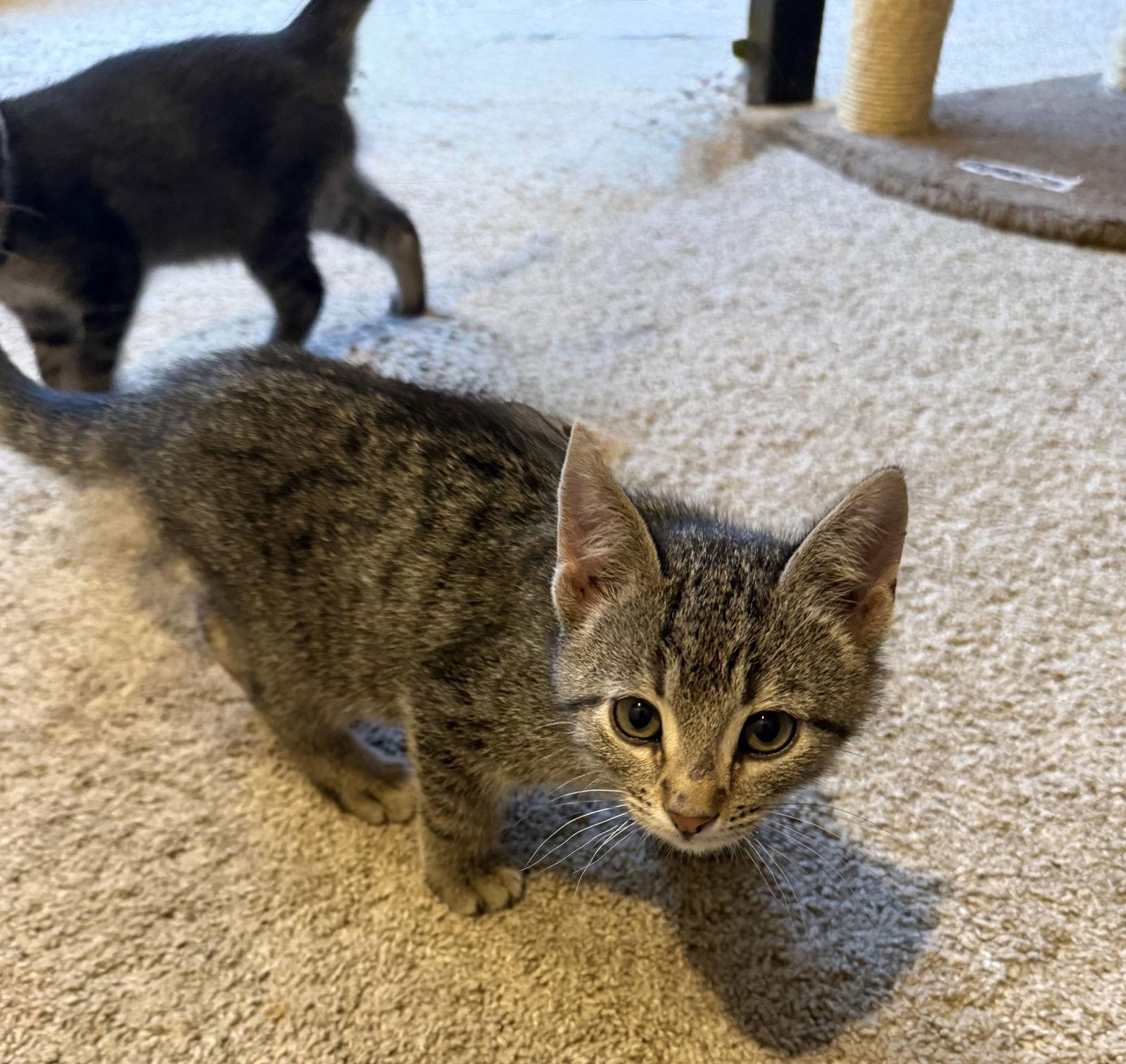 Uno, Adopted, Kitten Male Domestic Short Hair.