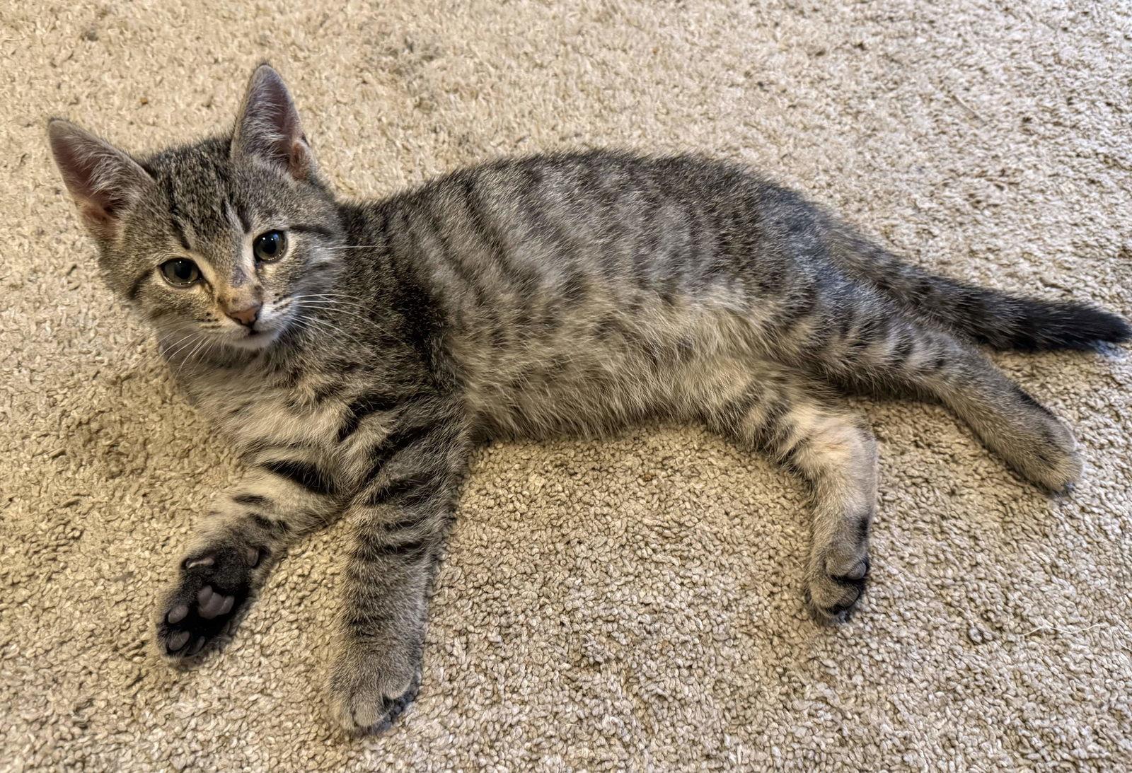 Enlarge Uno, a Adopted Domestic Short Hair in Broomall, PA image 2/2