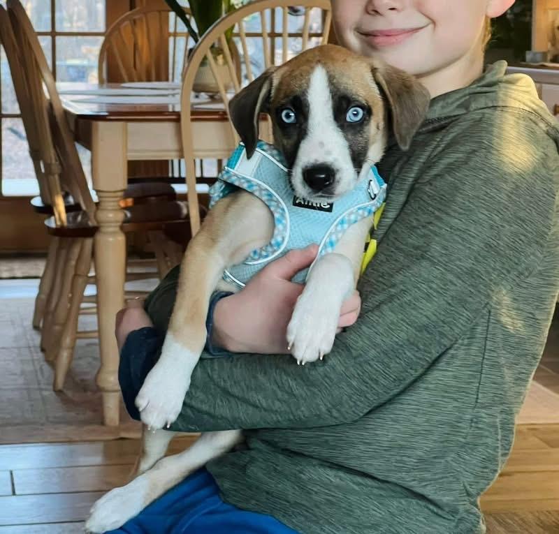 Rocket, adopted, Puppy Male Boxer.