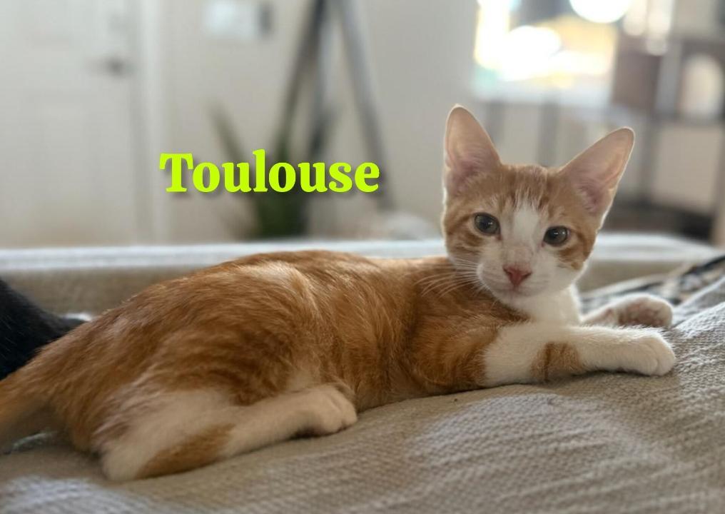 Toulouse