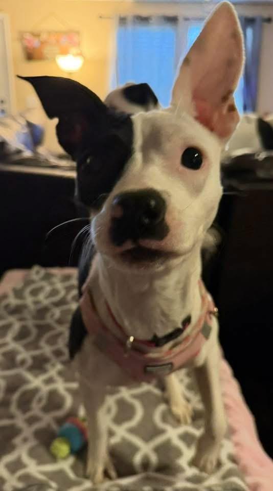 Queenie, an adopted mixed breed in Walker, LA image 2/3