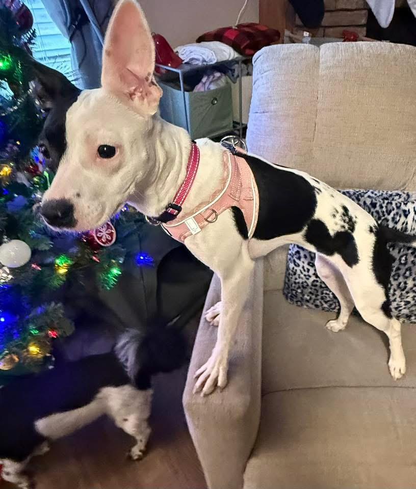 Queenie, an adopted mixed breed in Walker, LA image 1/3