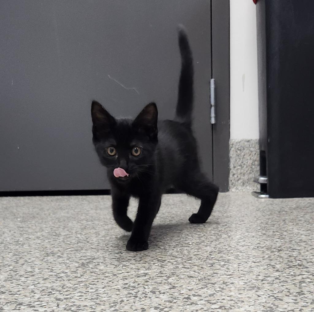 Scally, Adoptable, Kitten Female American Shorthair.
