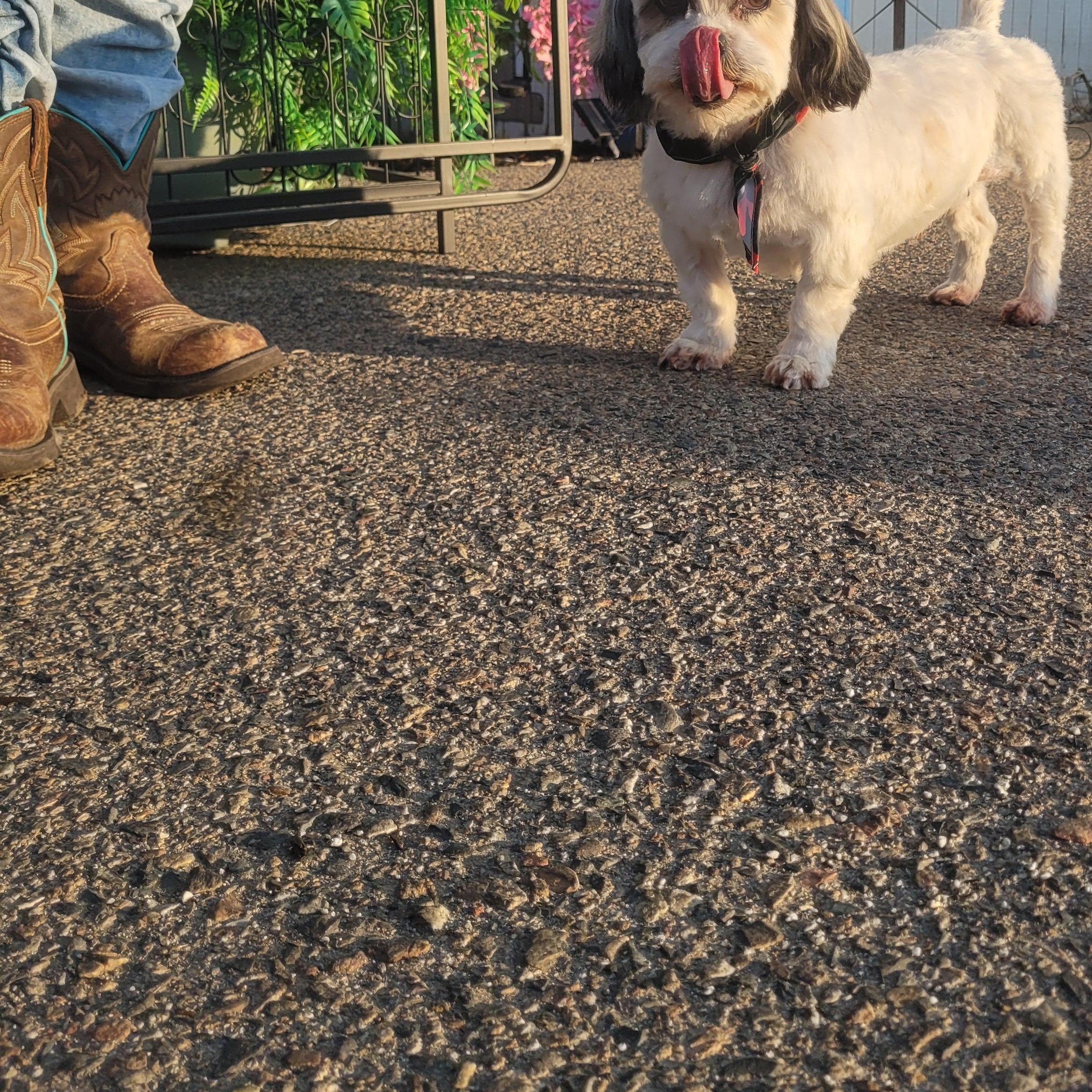 Flirty Flirt, Adoptable, Senior Female Maltese.