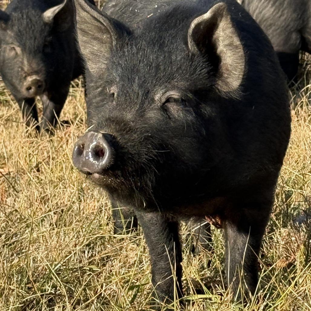 Enlarge Mike, a Adoptable Pig in Marshall, VA image 1/1