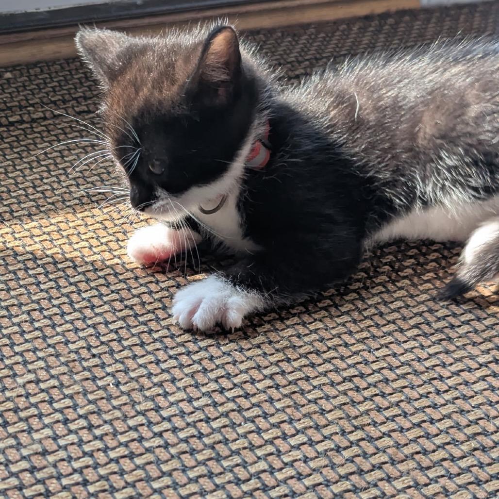 Fruity Pebbles (magenta), Adoptable, Young Female Domestic Short Hair.