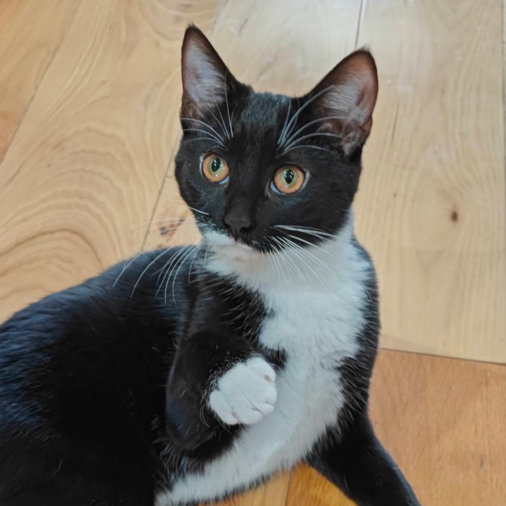 Enlarge Fruity Pebbles (magenta), a Adoptable Domestic Short Hair in Germantown, MD image 1/6