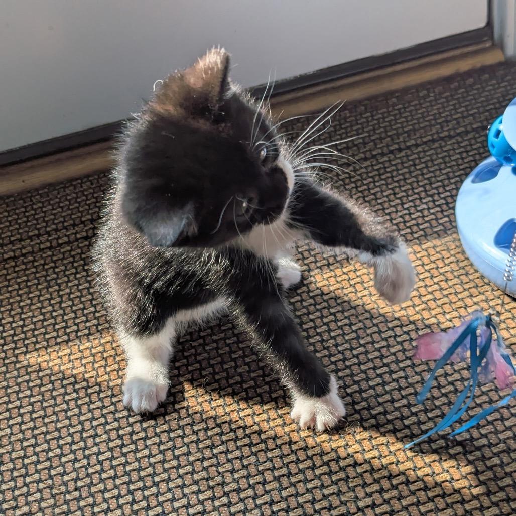 Fruity Pebbles (magenta), a Adoptable Domestic Short Hair in Germantown, MD image 2/5