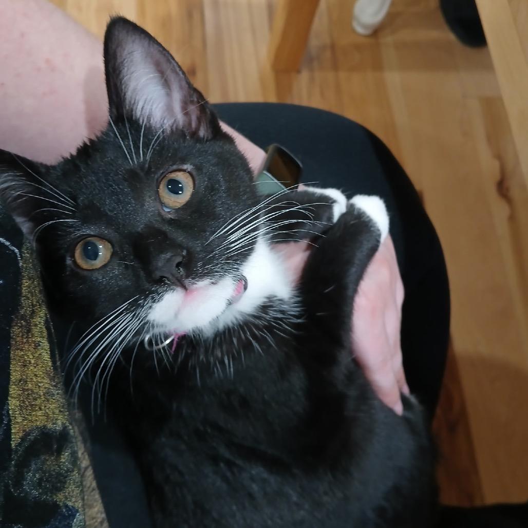 Fruity Pebbles (magenta), a Adoptable Domestic Short Hair in Germantown, MD image 3/5