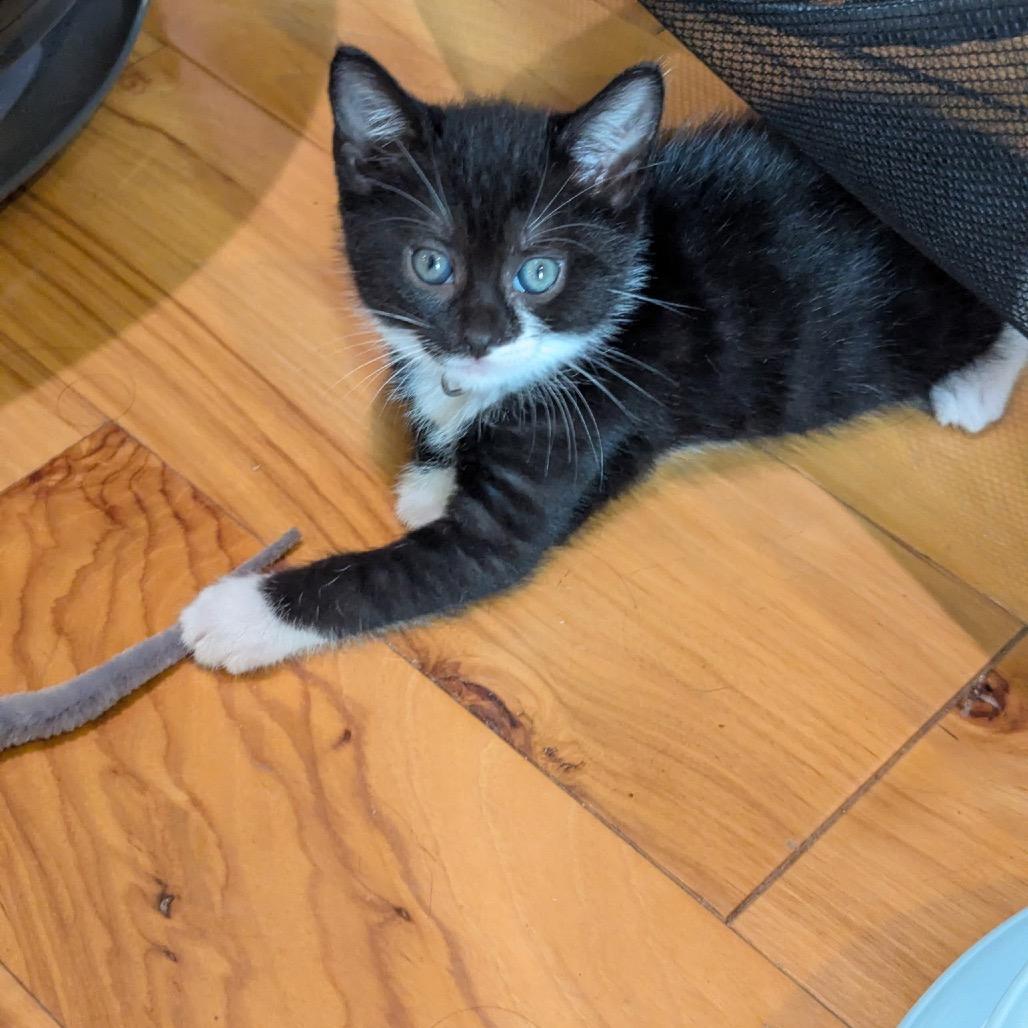 Fruity Pebbles (magenta), a Adoptable Domestic Short Hair in Germantown, MD image 4/5