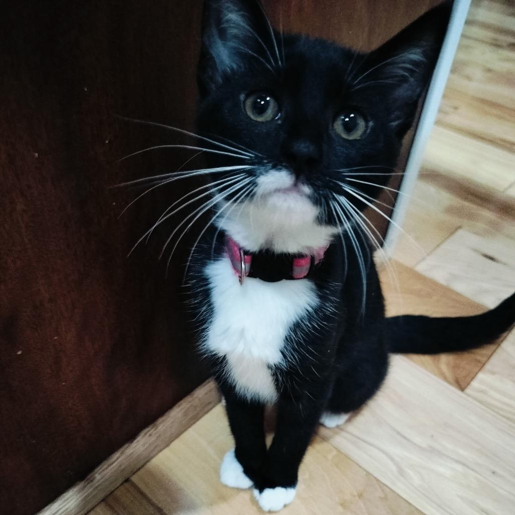 Fruity Pebbles (magenta), a Adoptable Domestic Short Hair in Germantown, MD image 5/5