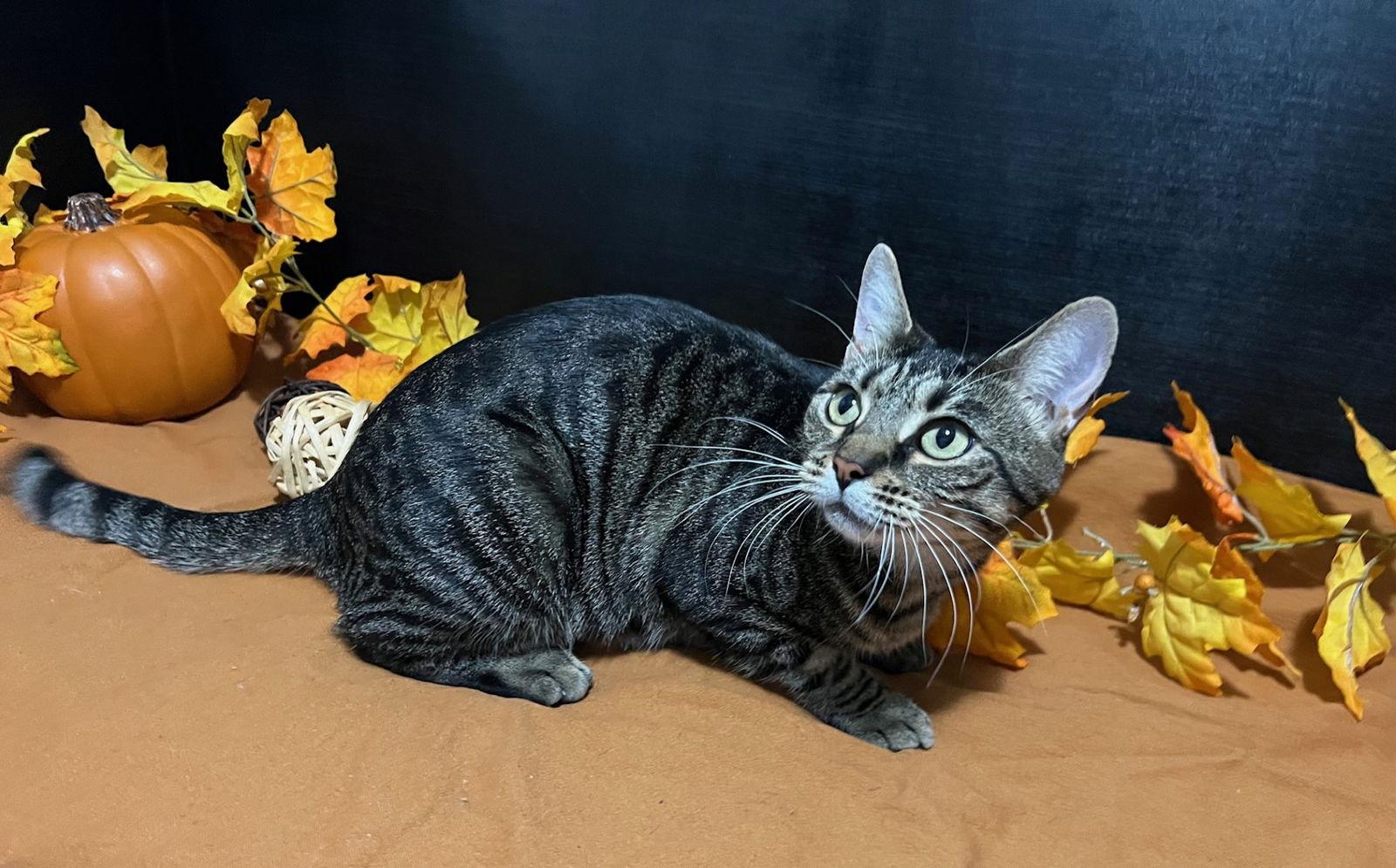 Lola, Adoptable, Young Female Tabby & Domestic Short Hair.