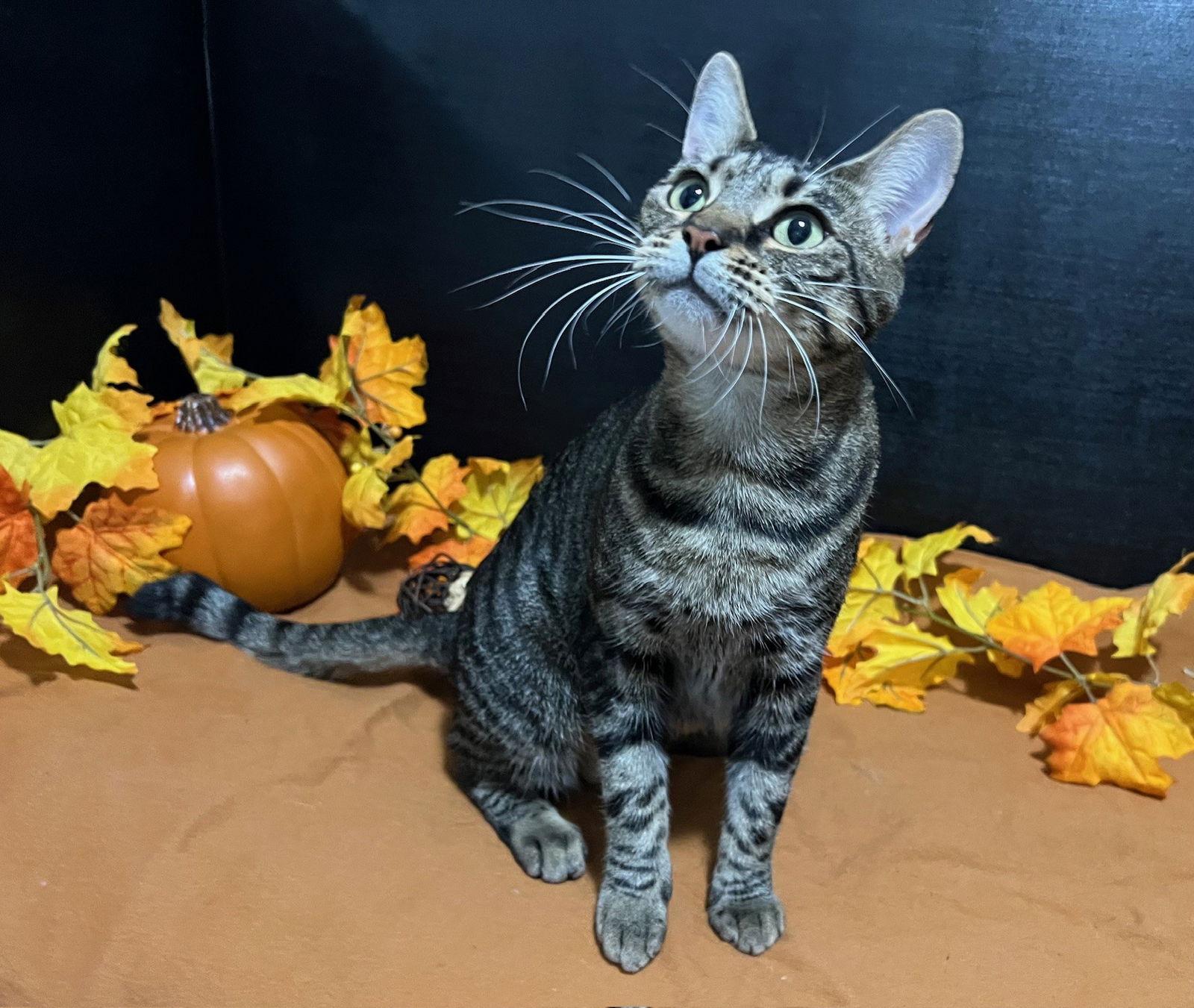 Enlarge Lola, a Adoptable mixed breed in Fayetteville, GA image 2/3