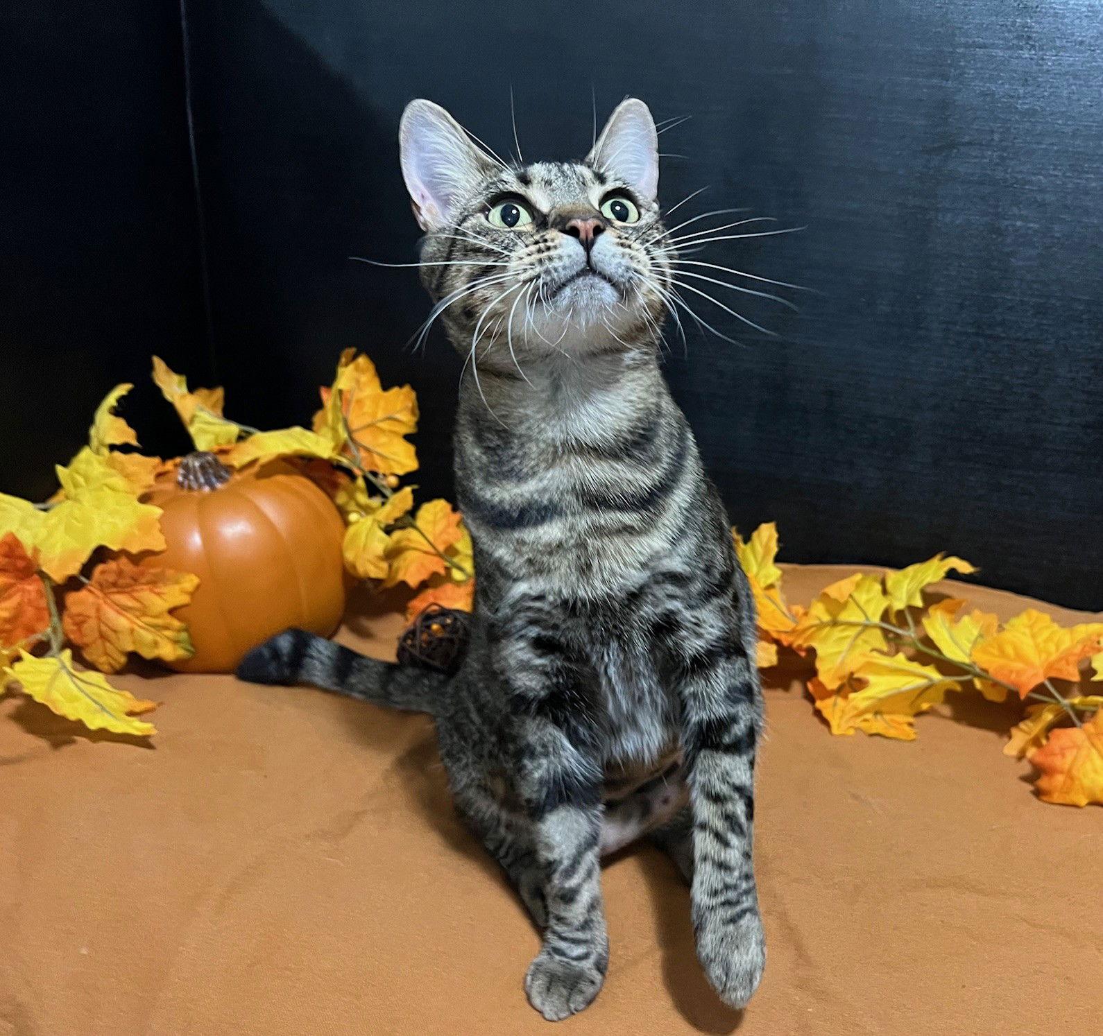 Enlarge Lola, a Adoptable mixed breed in Fayetteville, GA image 3/3