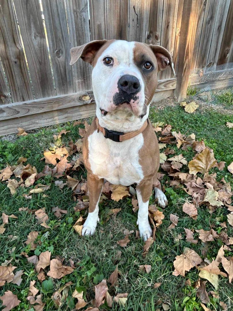 Deb, Adult Female Pit Bull Terrier