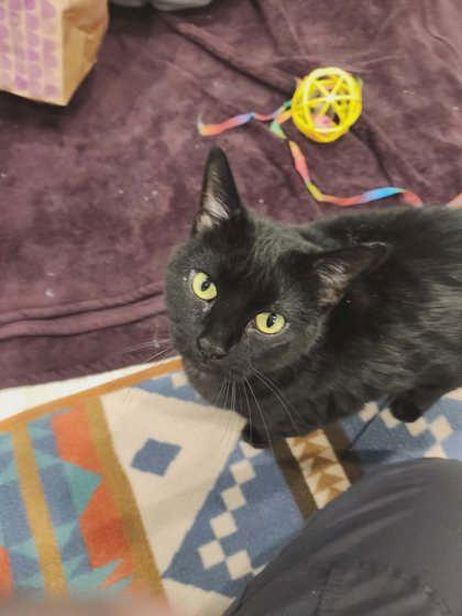 Honey Bun, Adoptable, Adult Female Domestic Short Hair & Domestic Short Hair.