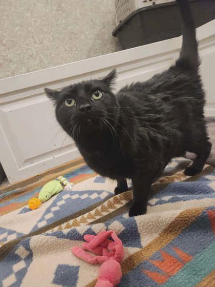 Enlarge Honey Bun, a Adoptable mixed breed in Scottsbluff, NE image 2/3