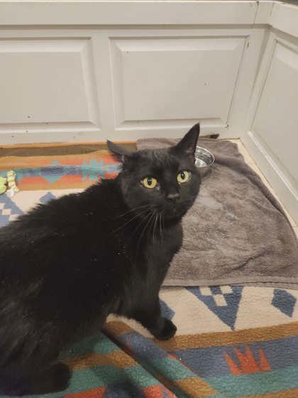 Enlarge Honey Bun, a Adoptable mixed breed in Scottsbluff, NE image 3/3