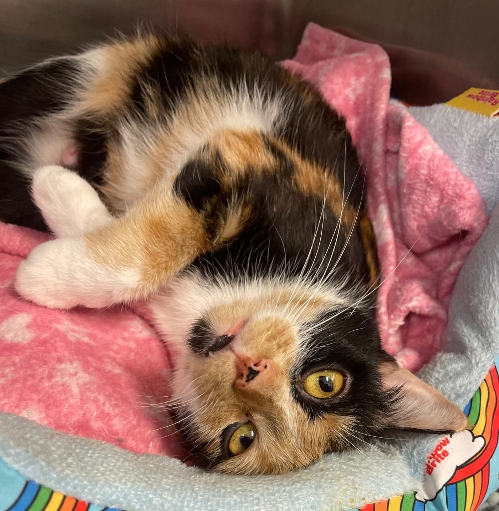 Reeces, Adoptable, Adult Female Domestic Short Hair.