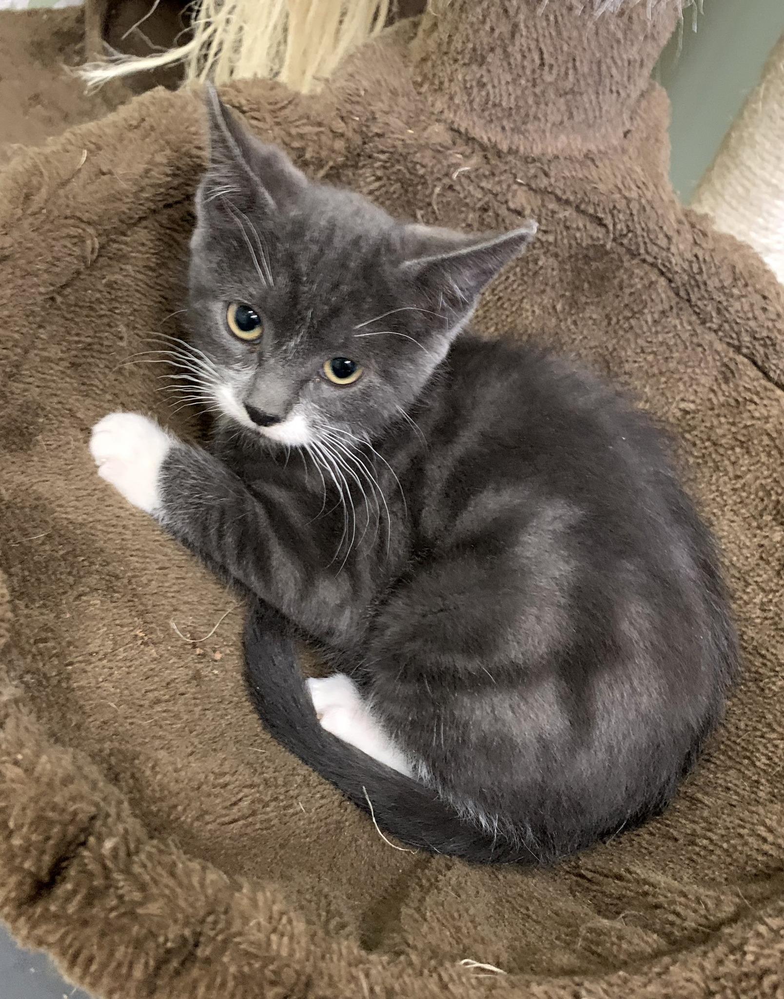 Enlarge Rosie, a ADOPTABLE Domestic Short Hair in High Level, AB image 1/1