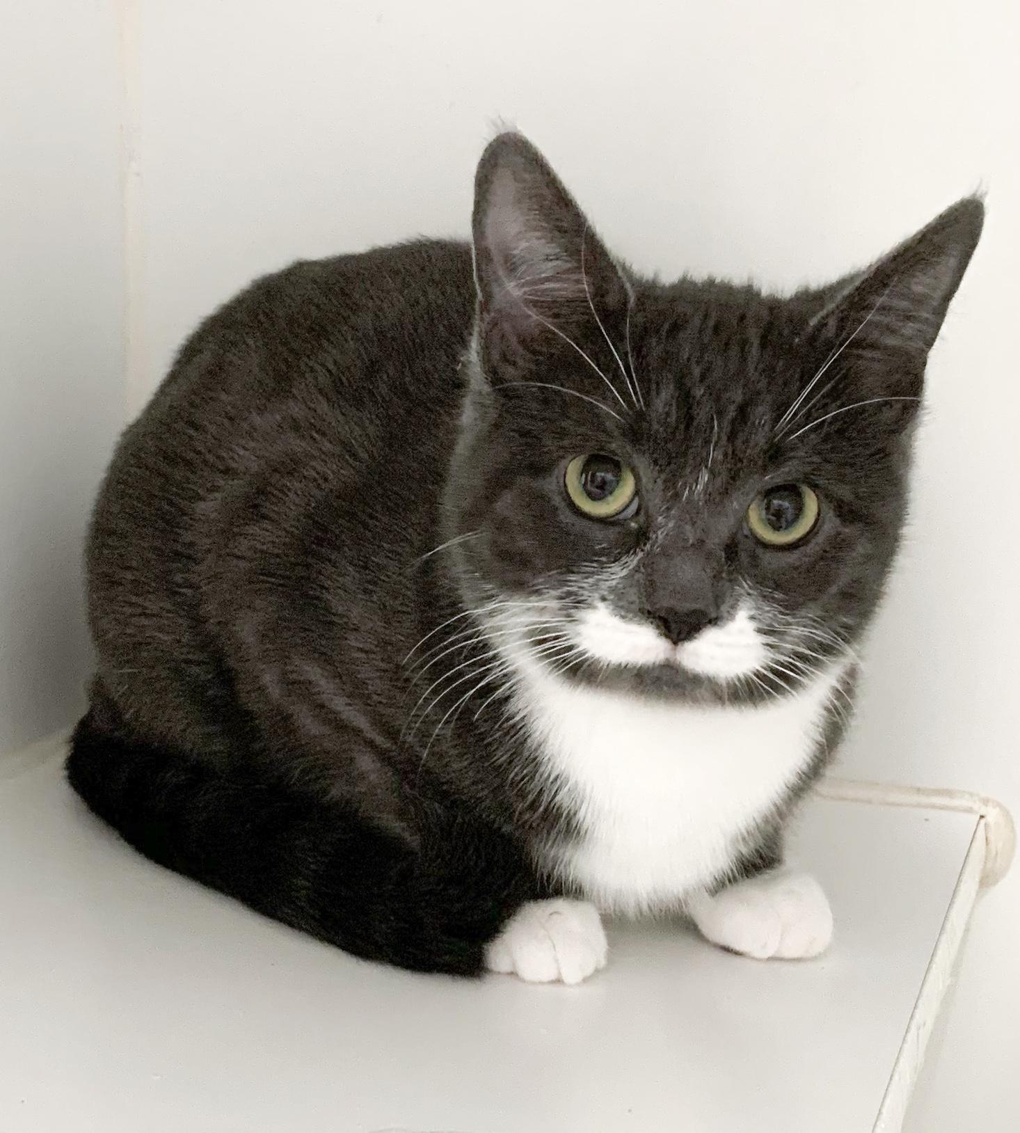 Rosie, ADOPTABLE, Young Female Domestic Short Hair.