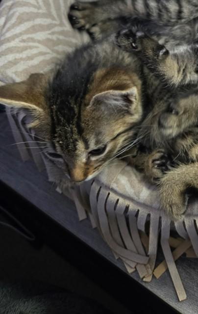 MACCHIATO, Adoptable, Kitten Female Domestic Short Hair.