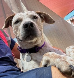 Enlarge Spots, a Adoptable Australian Cattle Dog / Blue Heeler in Green Valley, AZ image 4/6
