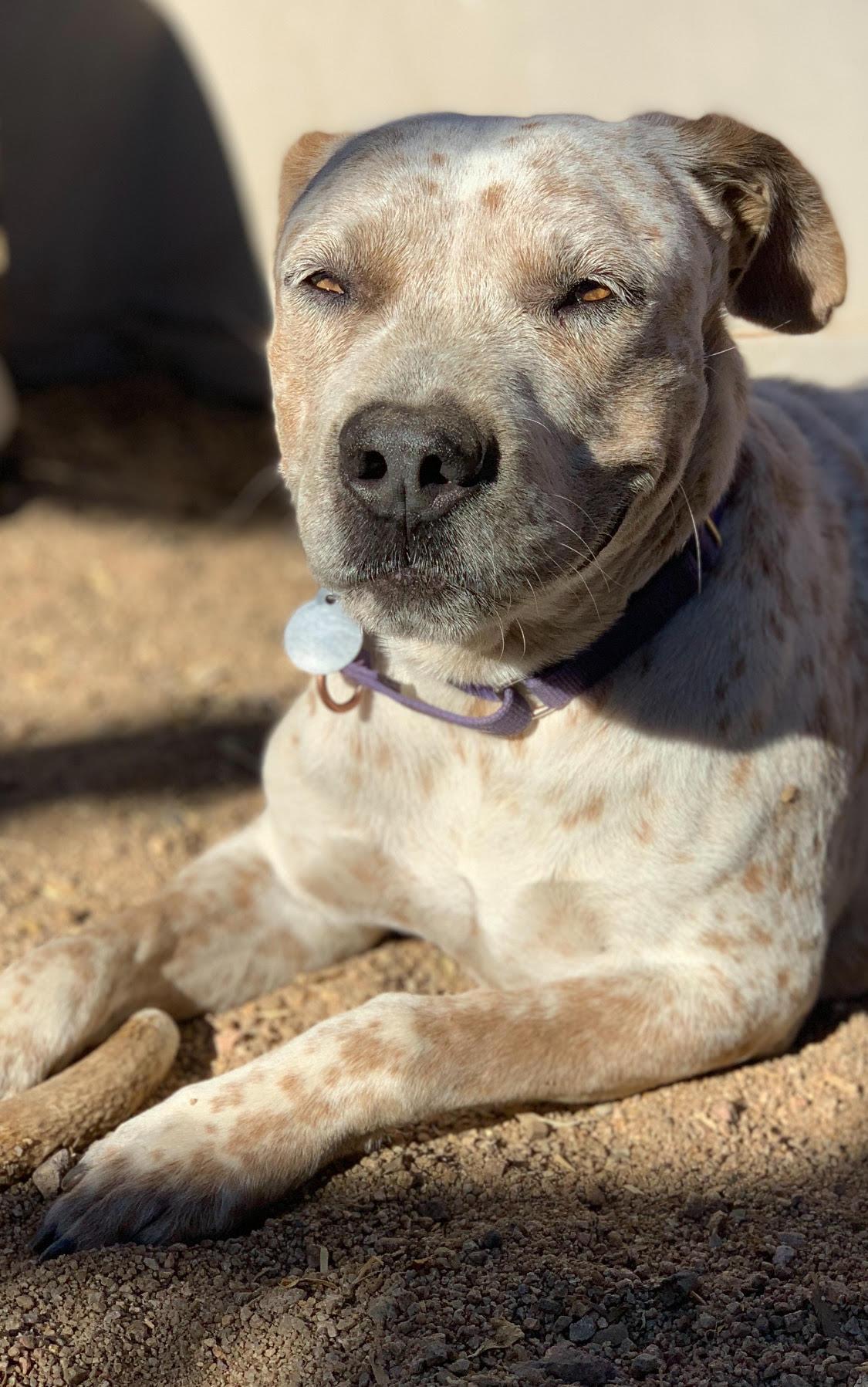 Enlarge Spots, a Adoptable Australian Cattle Dog / Blue Heeler in Green Valley, AZ image 2/6