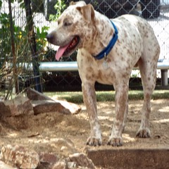 Spots photo 5