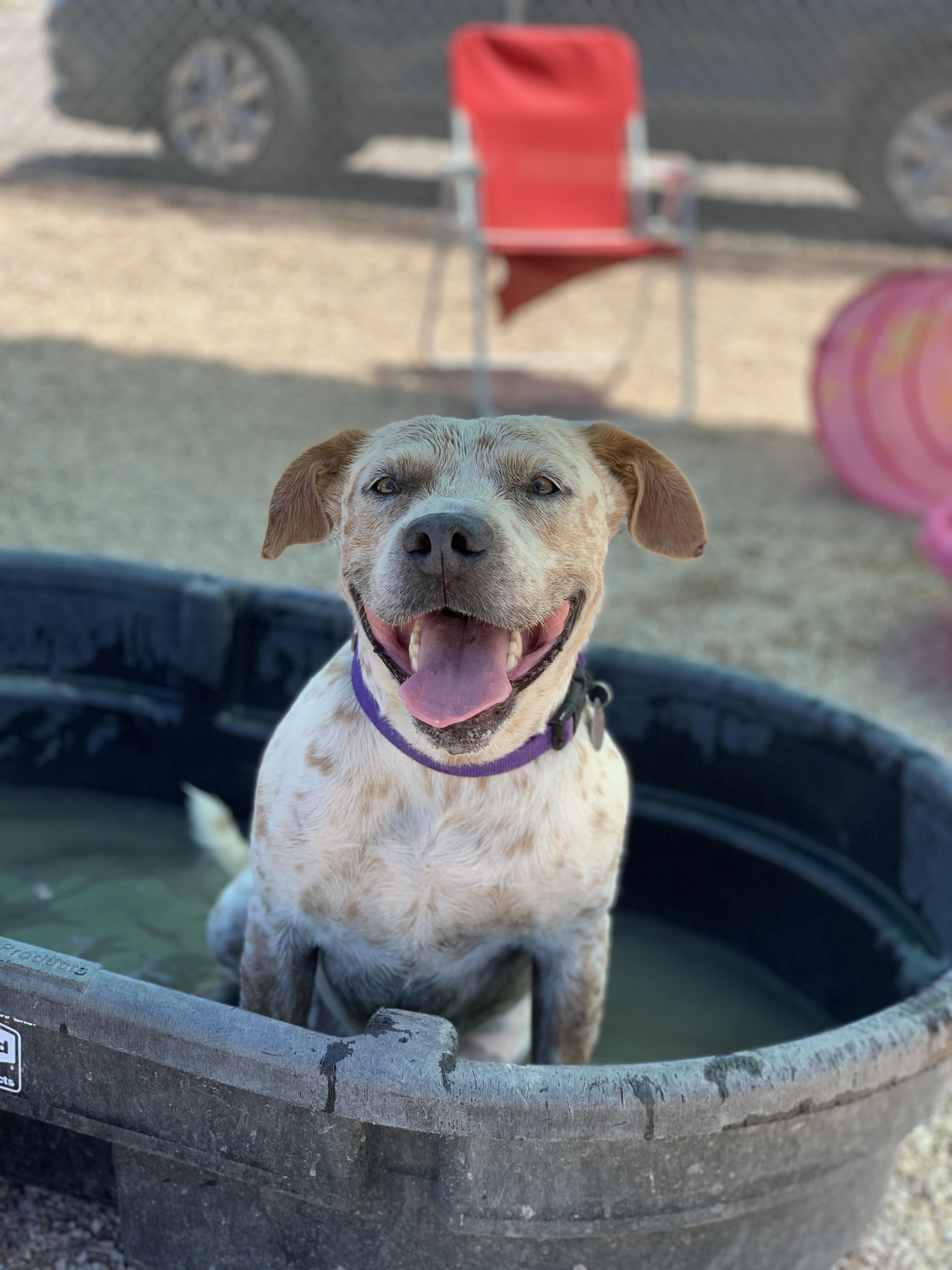 Enlarge Spots, a Adoptable Australian Cattle Dog / Blue Heeler in Green Valley, AZ image 1/6