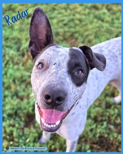 Radar, Adoptable, Adult Male Catahoula Leopard Dog & Mixed Breed.