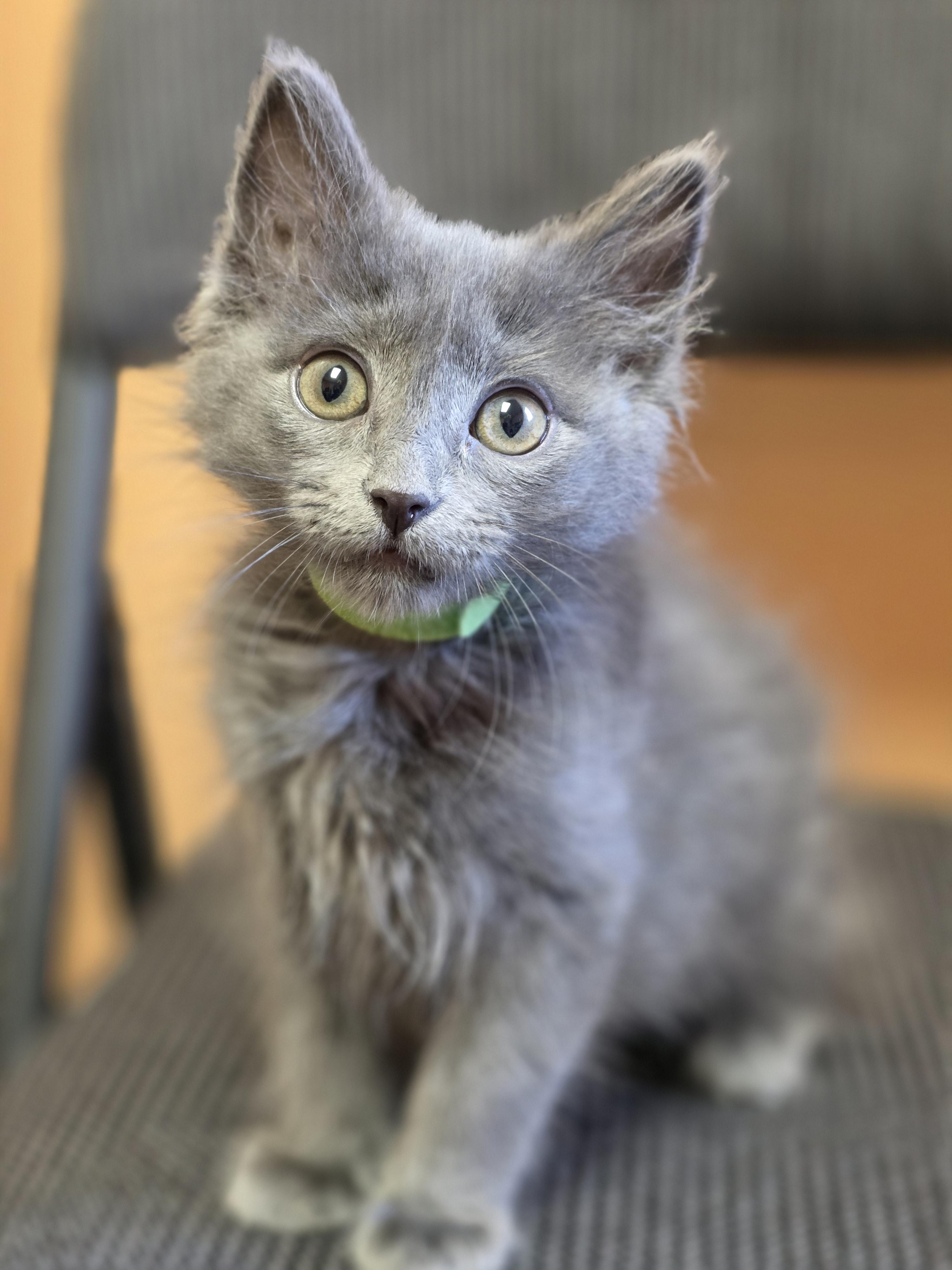 Enlarge 09022026E, a Adopted Domestic Medium Hair in Kamloops, BC image 3/6