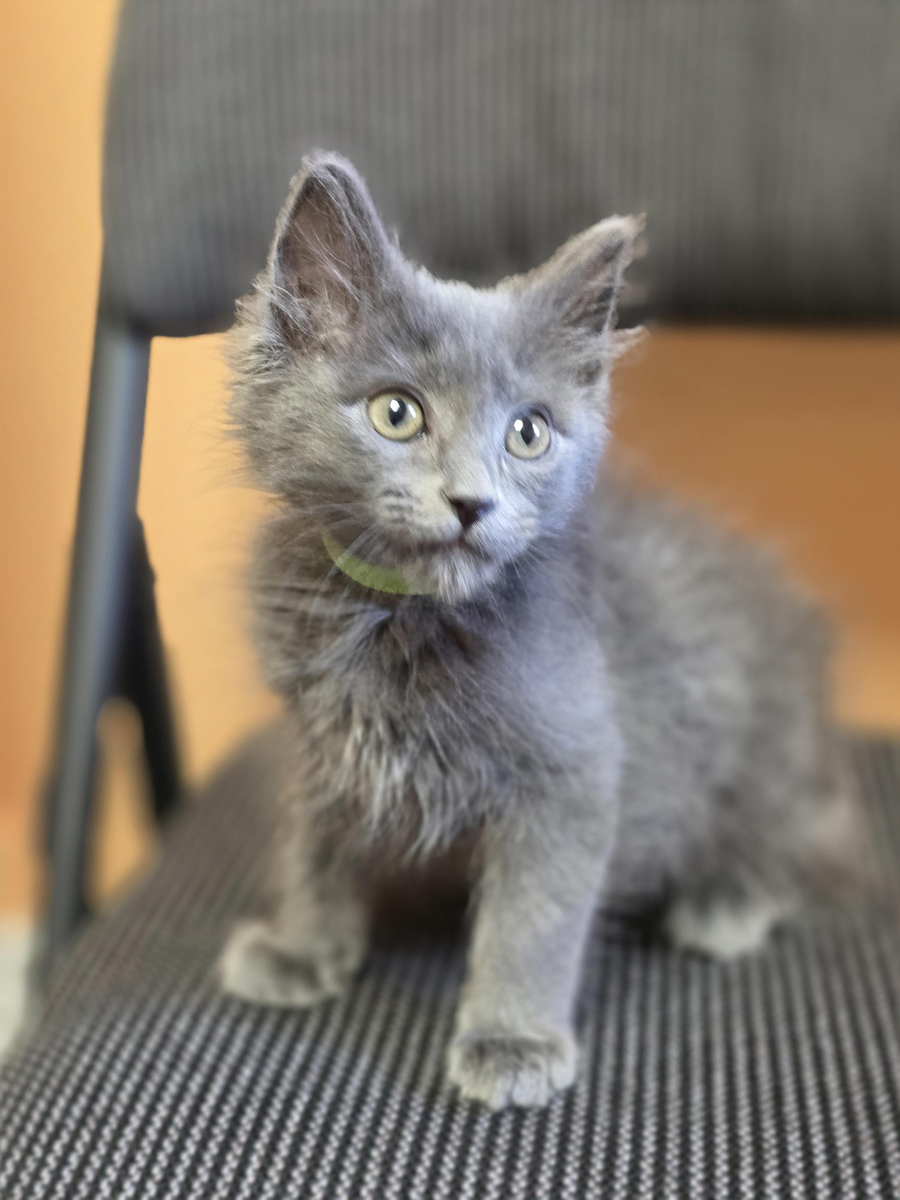 Enlarge 09022026E, a Adopted Domestic Medium Hair in Kamloops, BC image 4/6