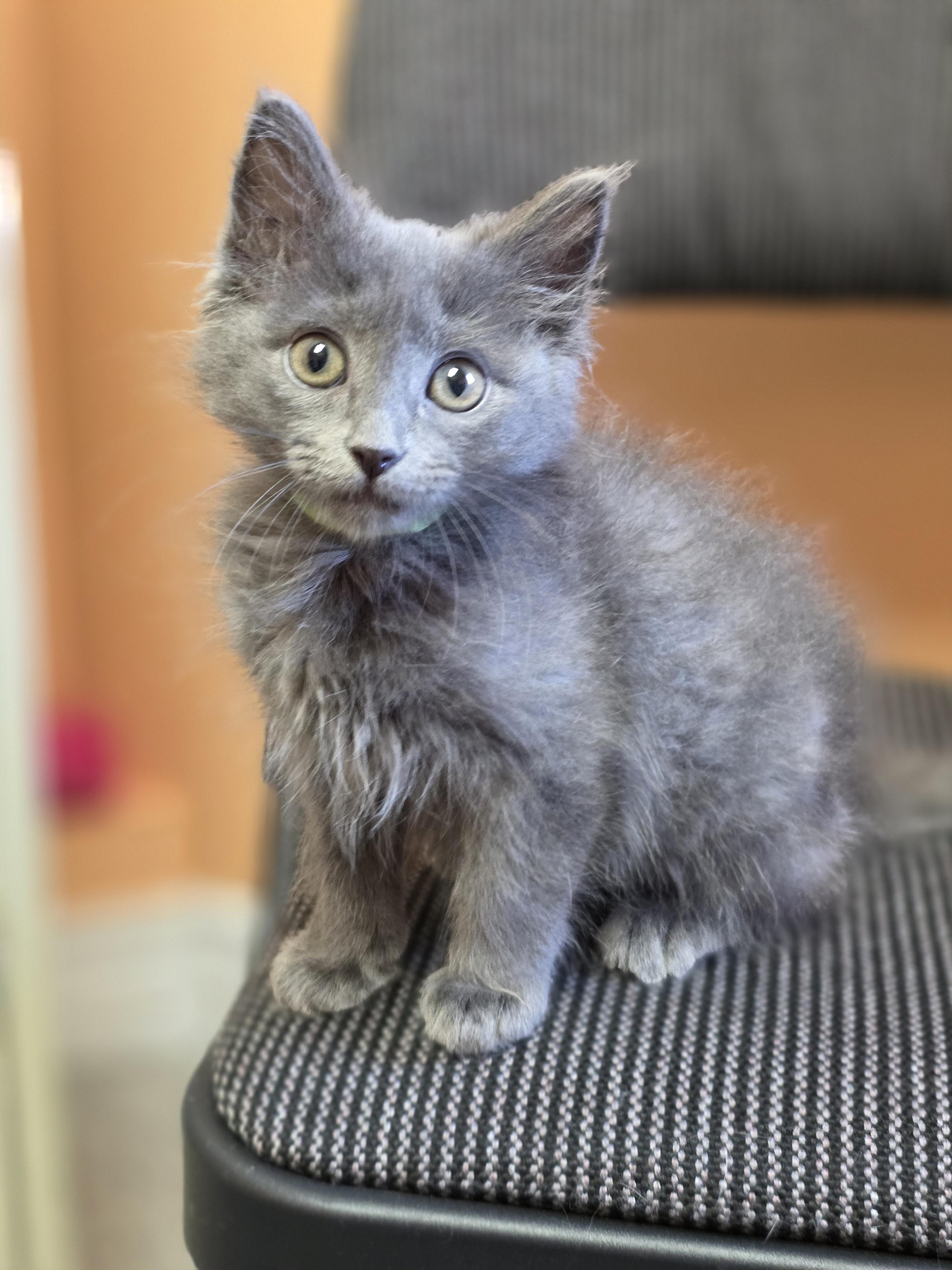 Enlarge 09022026E, a Adopted Domestic Medium Hair in Kamloops, BC image 5/6