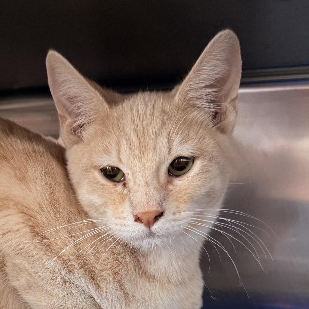 Gumbo, Adoptable, Kitten Male Domestic Short Hair.